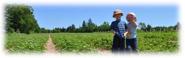 Hicks Berry Patch